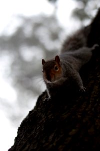 Bournemouth, United kingdom, Forest