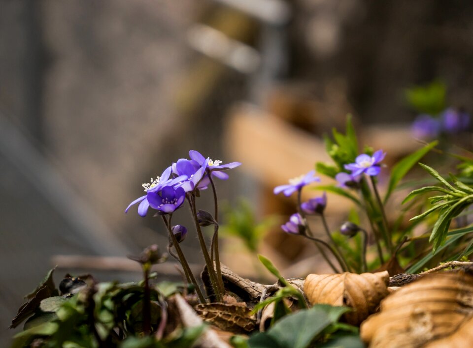 Forest floor blossom bloom