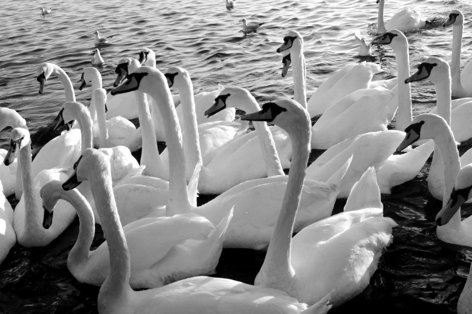 Poole park, Poole, United kingdom