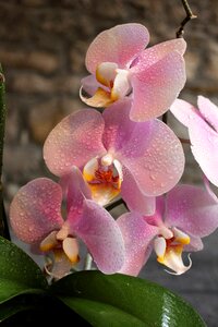 Orchid flower beauty
