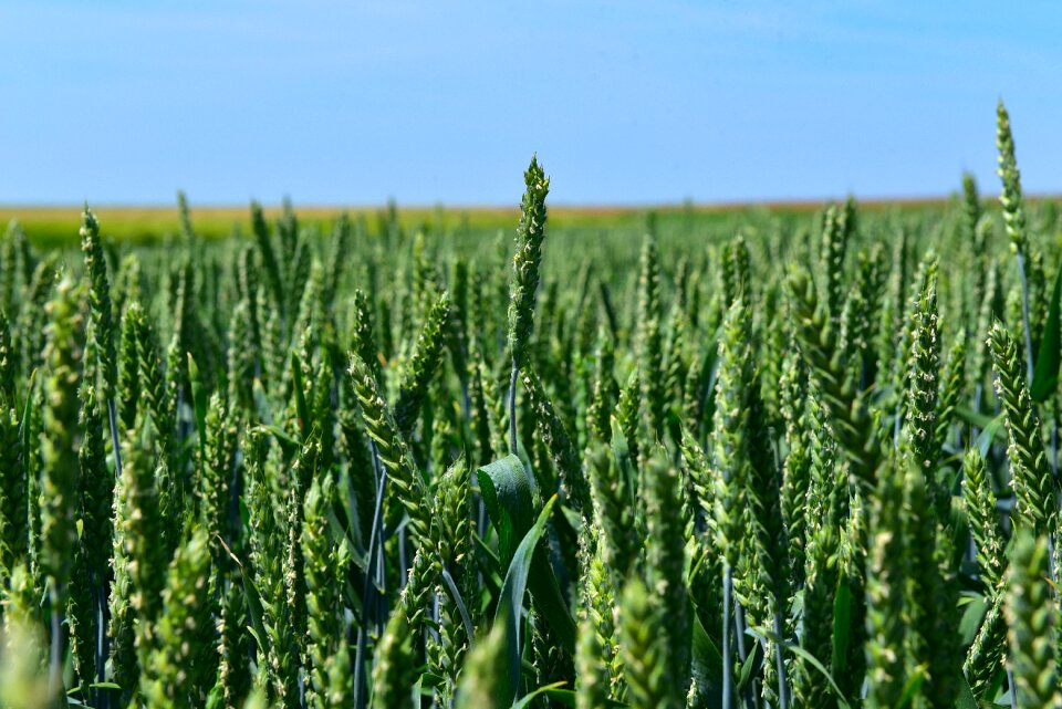 By chaitanya k crop agriculture