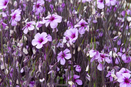 Flower purple blossom photo