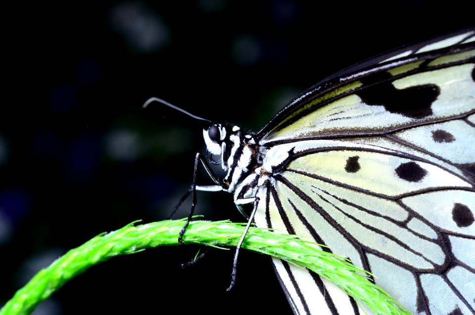 Yellow, White, Black