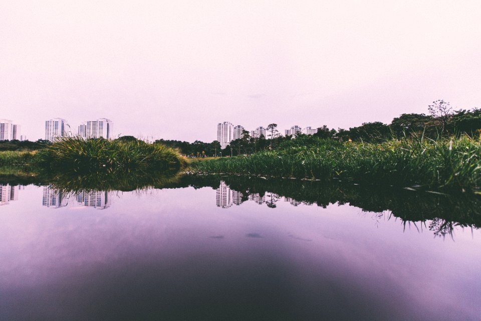 reflective photography of green grass near body of water