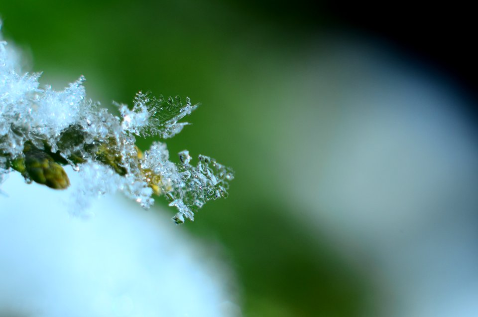 Flake, Detal, Macro