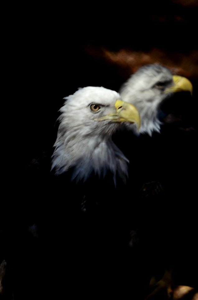 Bird, Wild, Raptor