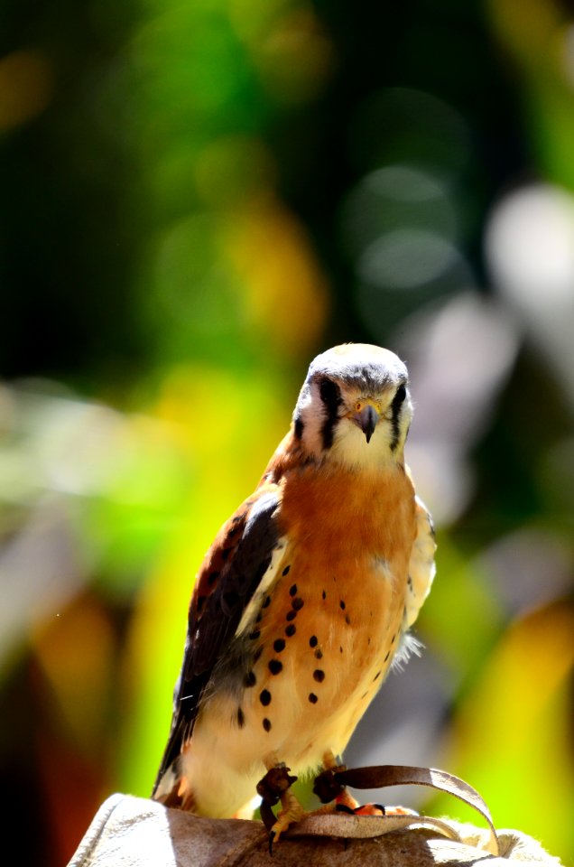Wild, Raptor, Bird