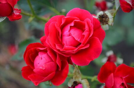 Red flower rose petals rose flower