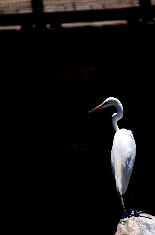 Elegant, White, Wild