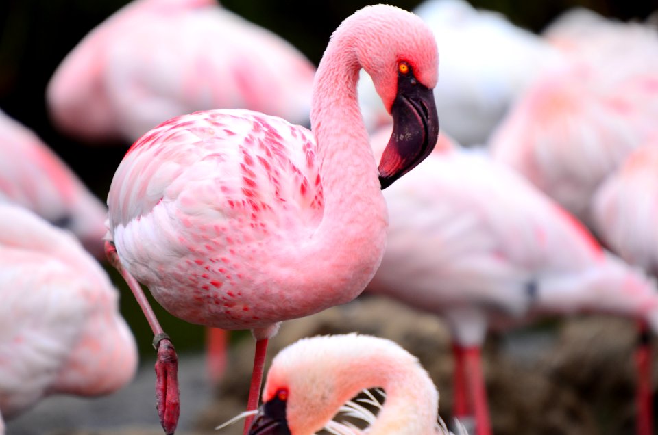 pink flamingo in close up photography