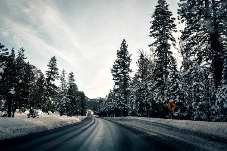 Snow, View, Forest