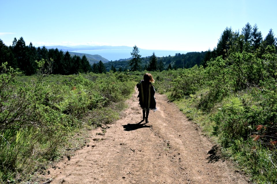 Lookout, Wilderness, Tree