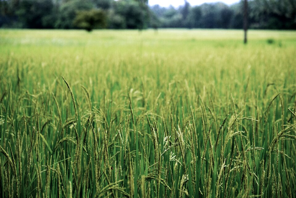 Field grass nature