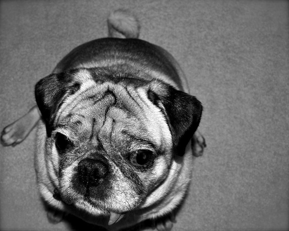 Wrinkles, Animal, Dog