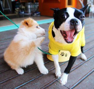 Gyeonggi do guangzhou dog hotel