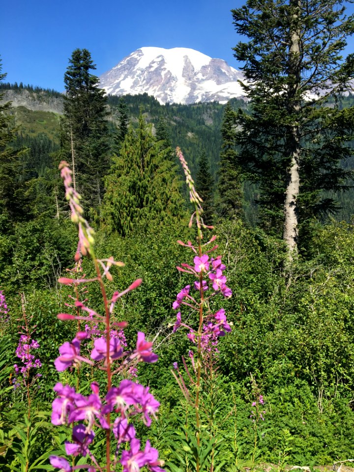 Mount rainier national park, United states, Mount rainier