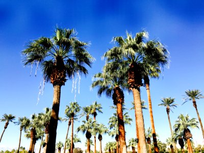 Jw marriott desert springs resort spa, Palm desert, United states photo