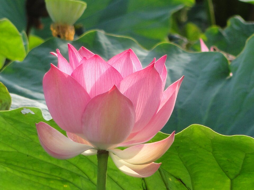 Plant aquatic plant thailand