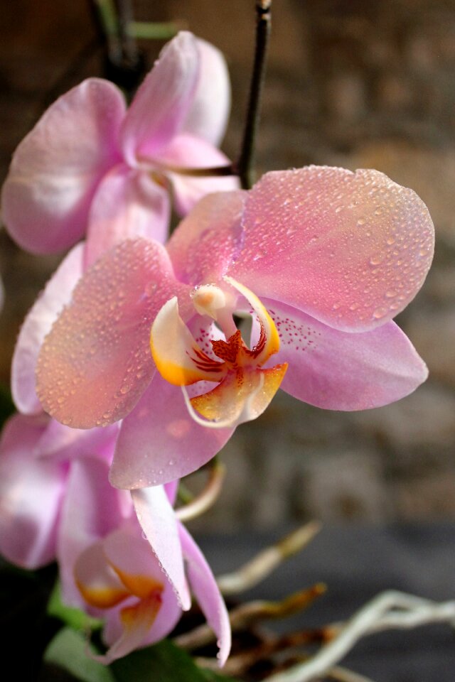 Flowers beauty beautiful flower