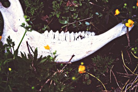 Grass, Flowers, Animal