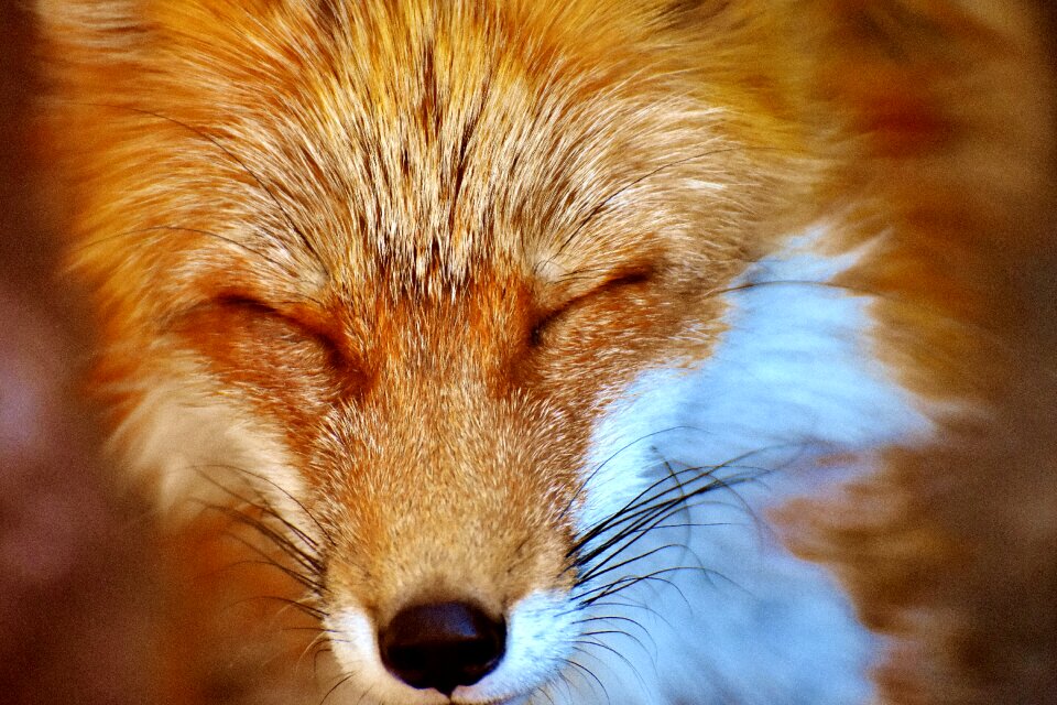 Animal portrait nature creature