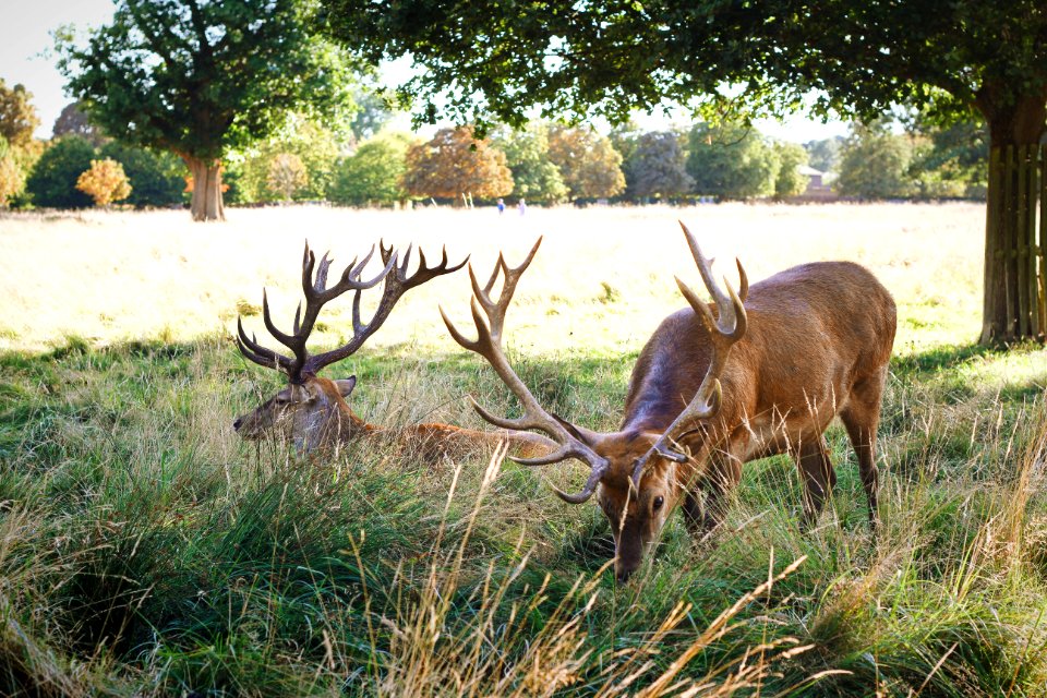 two deer eating grass at daytime