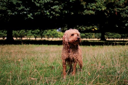 brown long-coated dog standing on grass field near trees