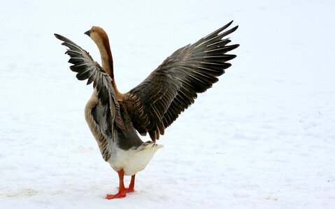 Plumage animal poultry photo