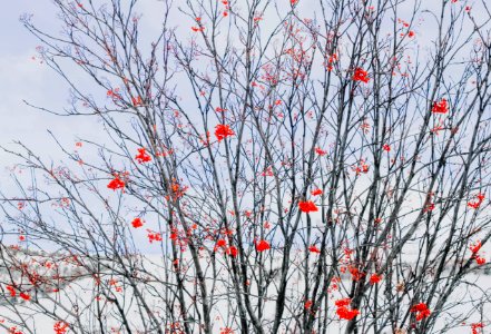 red petaled flower tree photo