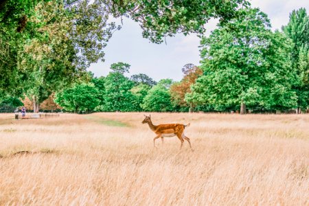 brown deer on grass field photo