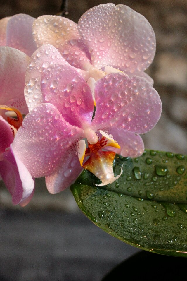 Flowers pink beautiful