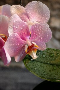 Flowers pink beautiful
