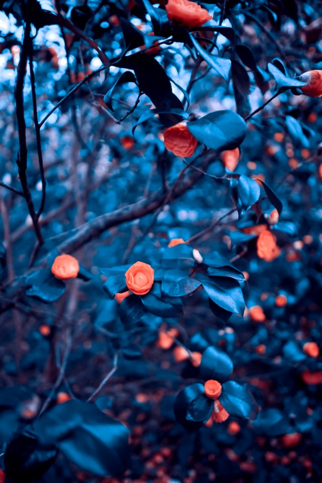 shallow focus photo of orange flowers
