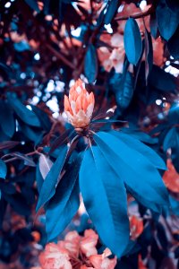 blue leaf in tree photo