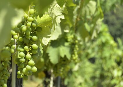 Summer wine green wine