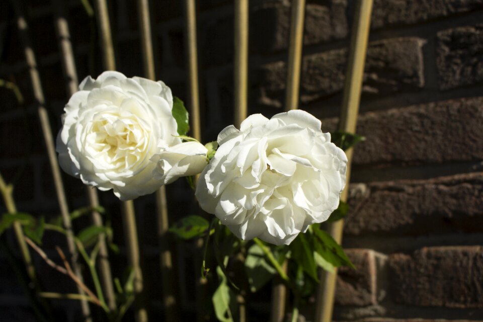 White garden rose rose blooms
