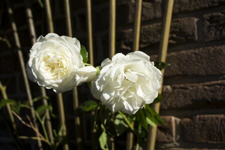 White garden rose rose blooms