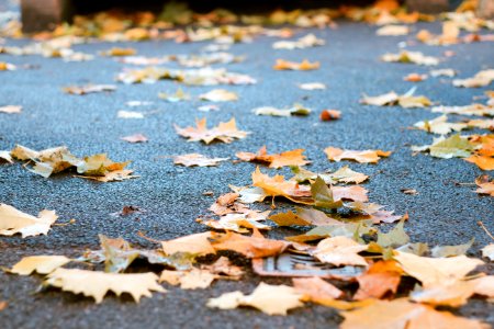 brown leaves on grey surface photo