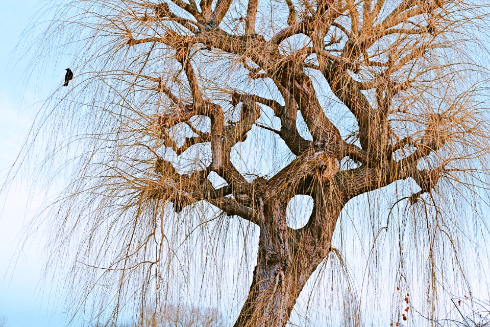 brown tree at daytime