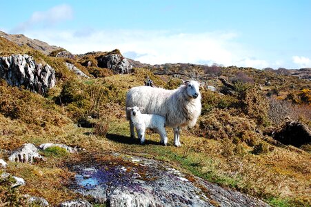 Rural nature livestock