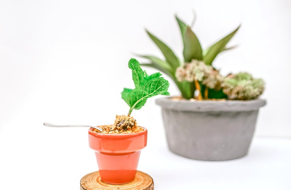 selective focus photography of green sprout on brown pot