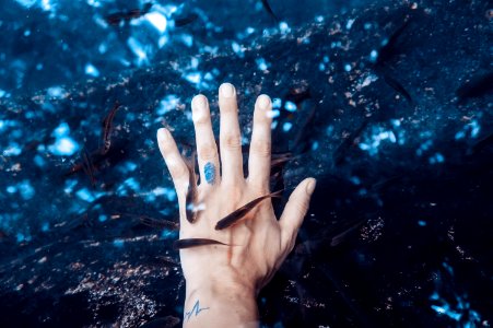 left human hand surrounded black pet fish