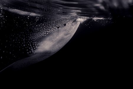 gray fish under water photo