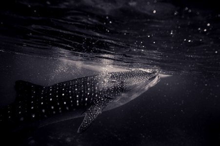 grayscale photo of whale photo