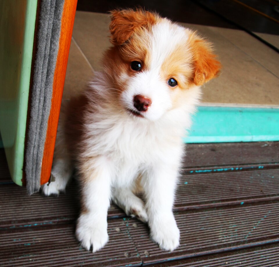 Gyeonggi do guangzhou dog hotel