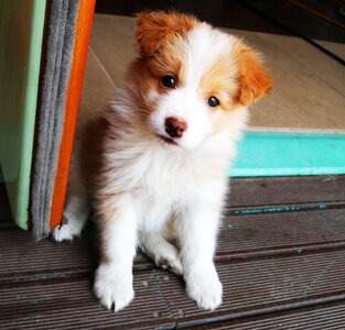 Gyeonggi do guangzhou dog hotel