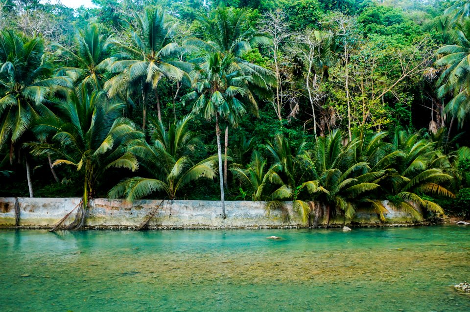 green coconut palm trees