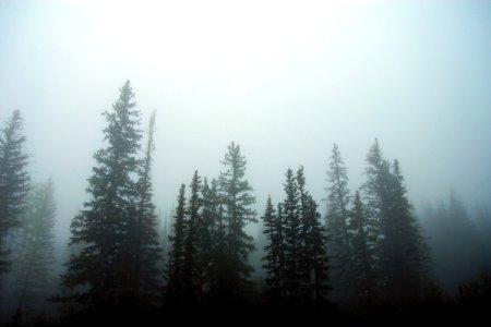 Blur, White, Fog photo