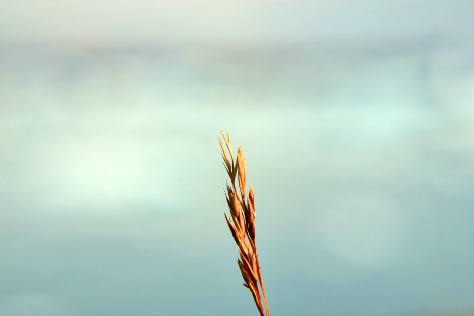 Nature, Grass, Blue