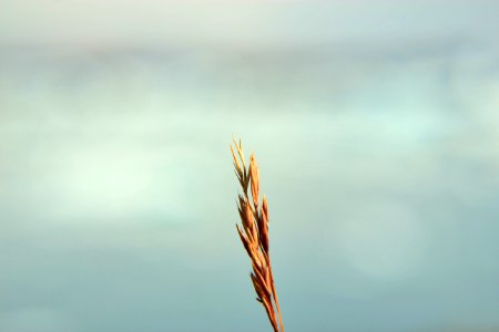 Nature, Grass, Blue